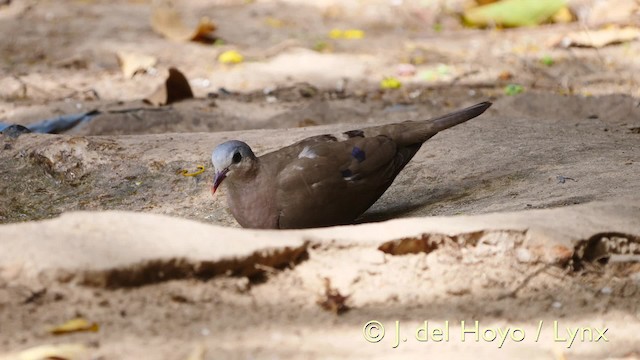 Blue-spotted Wood-Dove - ML201581901