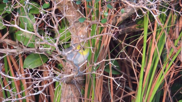 Yellow-headed Warbler - ML201581961