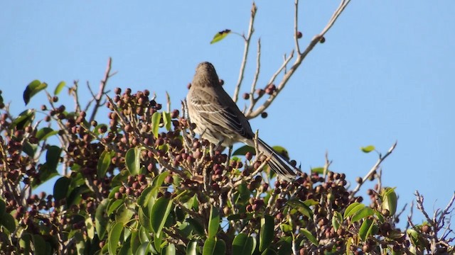 Bahama Mockingbird - ML201582071