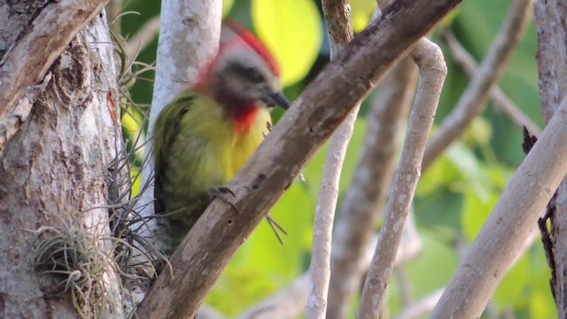 Cuban Green Woodpecker - ML201582181