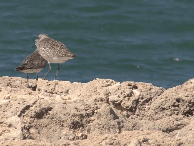 Great Knot - ML201583021