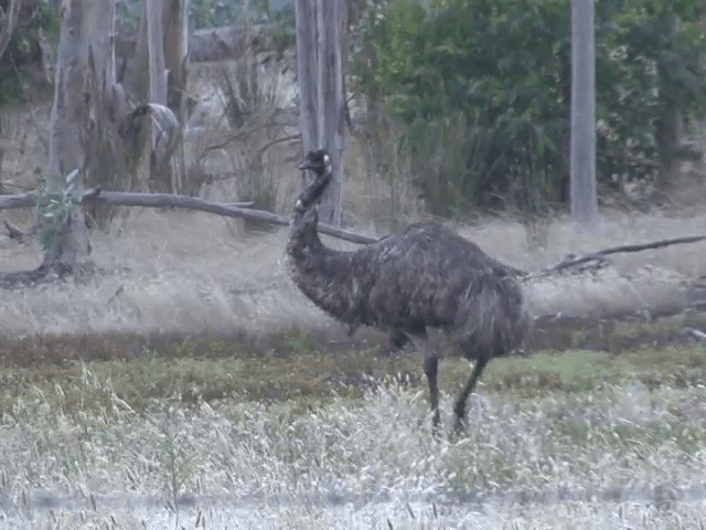 emu hnědý - ML201583091