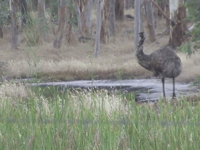 emu hnědý - ML201583101