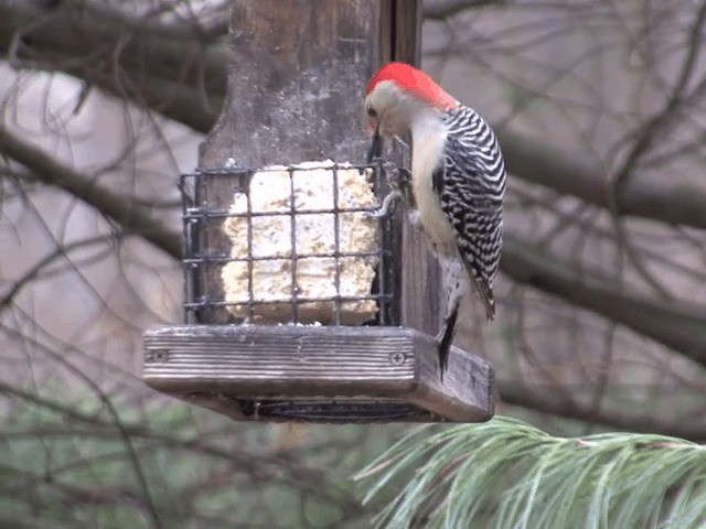 Red-bellied Woodpecker - ML201583321
