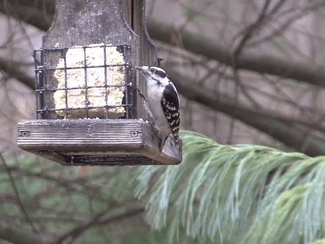 Downy Woodpecker (Eastern) - ML201583341