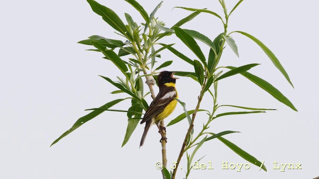 Yellow-breasted Bunting - ML201583441