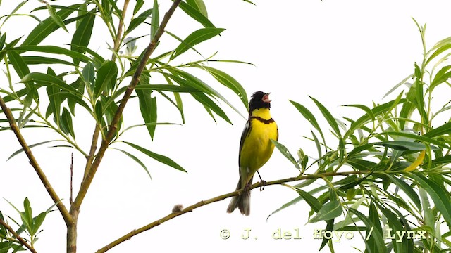 Yellow-breasted Bunting - ML201583451