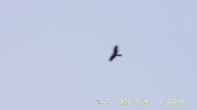 Black Kite (Black-eared) - ML201583531