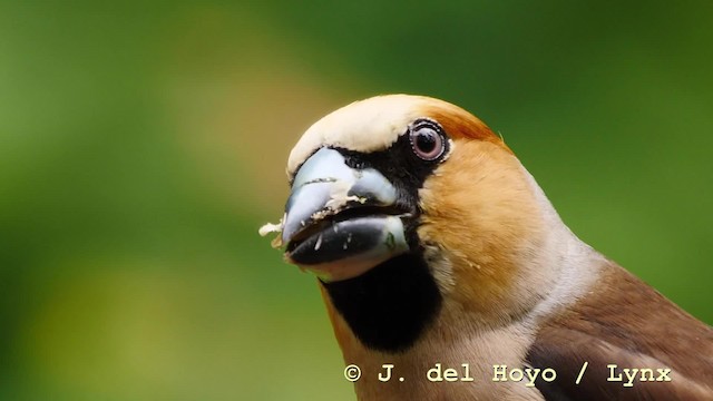  - Hawfinch