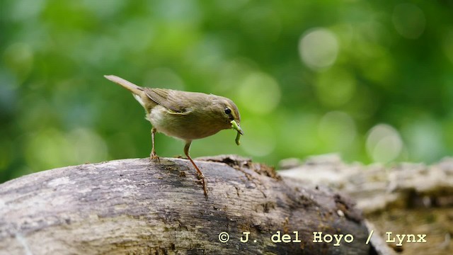 Mosquitero Común (grupo collybita) - ML201583751