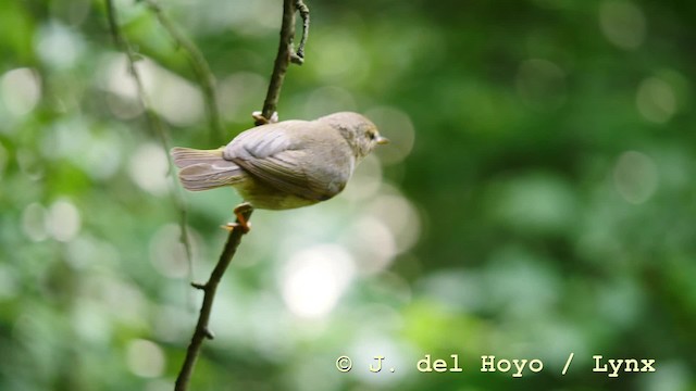 チフチャフ Collybita グループ Ebird