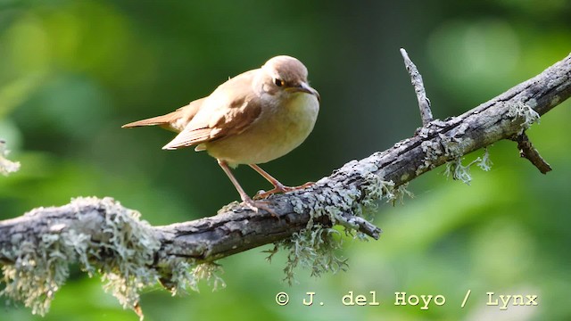 Common Nightingale (megarhynchos/africana) - ML201583781