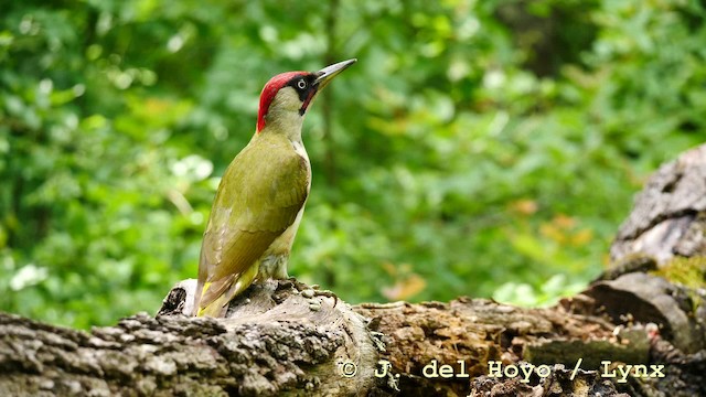 Eurasian Green Woodpecker (Eurasian) - ML201583801