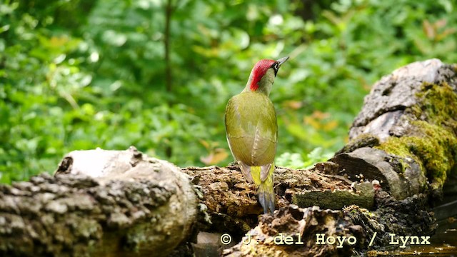 Eurasian Green Woodpecker (Eurasian) - ML201583811