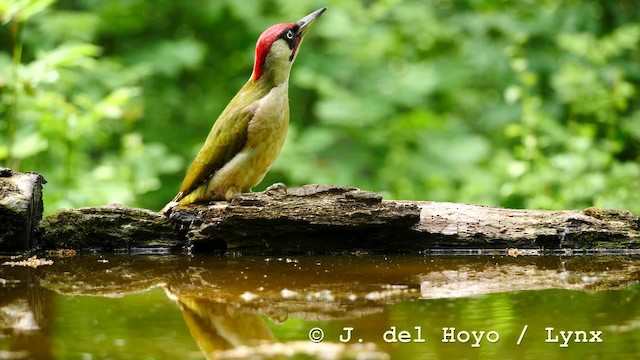 Eurasian Green Woodpecker (Eurasian) - ML201583821