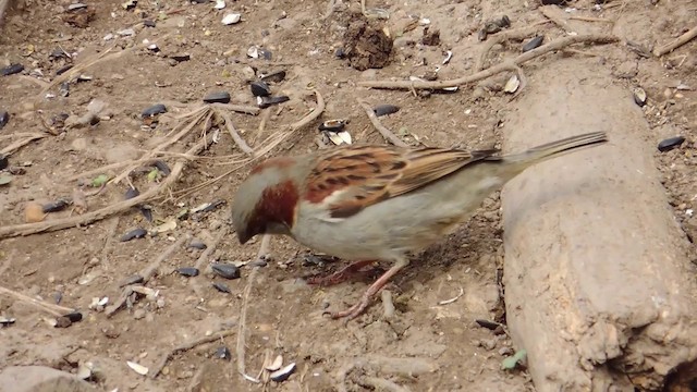 House Sparrow - ML201584121
