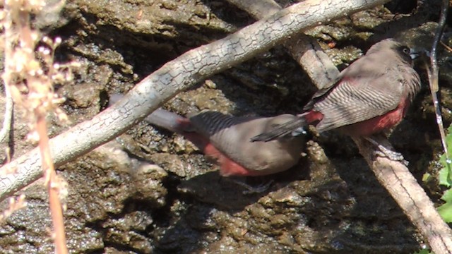  - Black-faced Waxbill