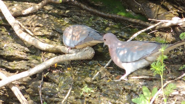 Laughing Dove - ML201584231