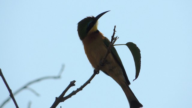 Little Bee-eater - ML201584391