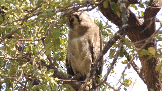 Verreaux's Eagle-Owl - ML201584401