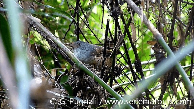  - Spotted Bamboowren