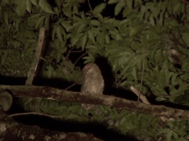 Philippine Scops-Owl - ML201585161