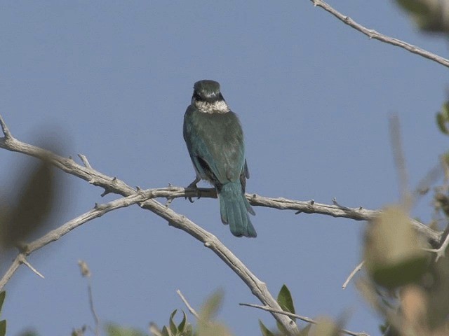 Collared Kingfisher (Arabian) - ML201585251