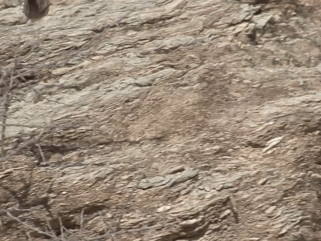 Scrub Warbler (Eastern) - ML201585291