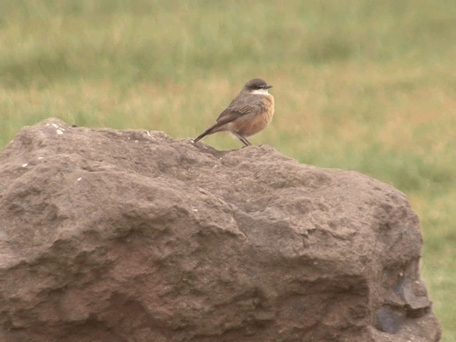 Red-breasted Wheatear (Rusty-breasted) - ML201585331