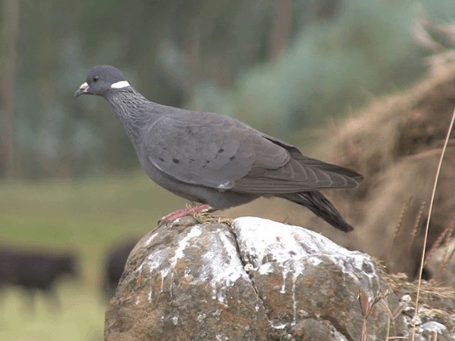 White-collared Pigeon - ML201585431