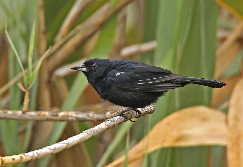 White-lined Tanager - Roger Ahlman