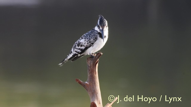  - Pied Kingfisher