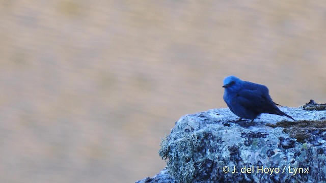 Синий каменный дрозд (solitarius/longirostris) - ML201585911