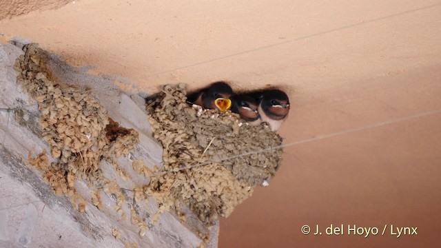 Barn Swallow (White-bellied) - ML201585981