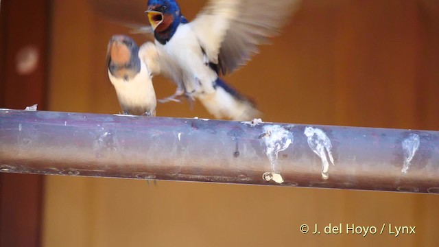 Barn Swallow (White-bellied) - ML201586001