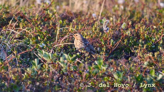 Red-throated Pipit - ML201586201