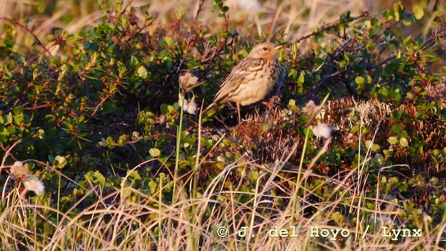 Red-throated Pipit - ML201586211