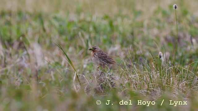 Red-throated Pipit - ML201586221