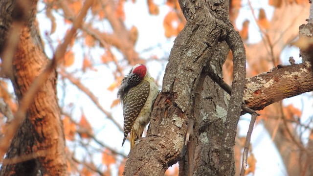 Bennett's Woodpecker (Light-spotted) - ML201586251