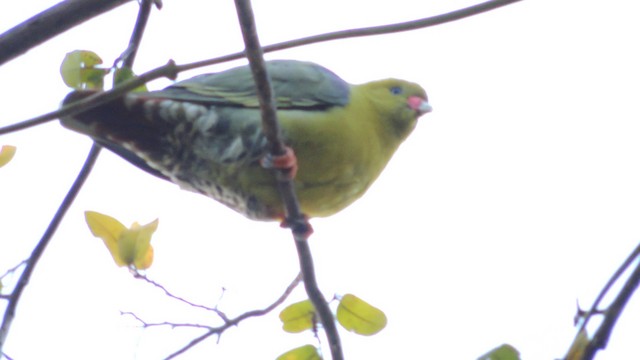 African Green-Pigeon - ML201586271