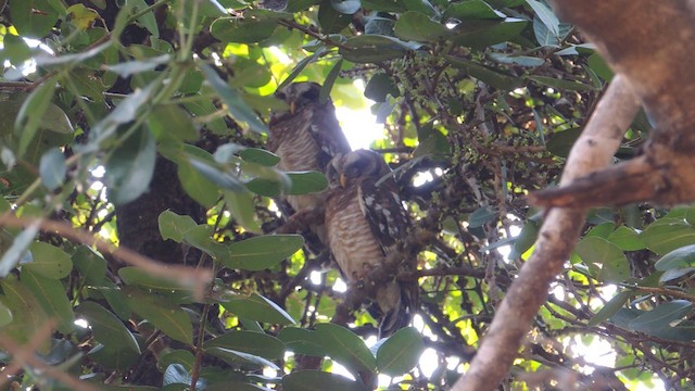 African Wood-Owl - ML201586281