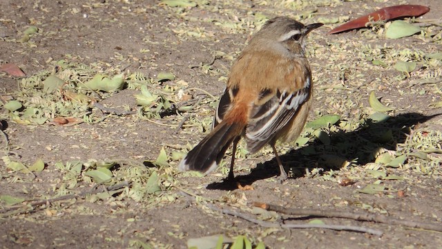 Red-backed Scrub-Robin (Red-backed) - ML201586291