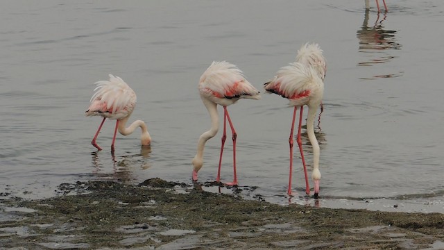 Greater Flamingo - ML201586361