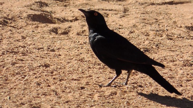 Pale-winged Starling - ML201586411