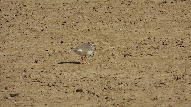 Three-banded Plover (African) - ML201586471