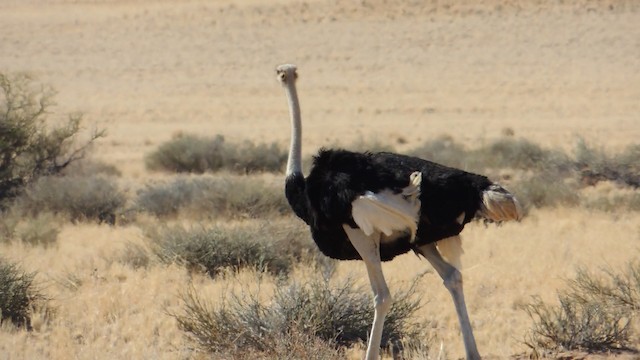 Common Ostrich - ML201586571