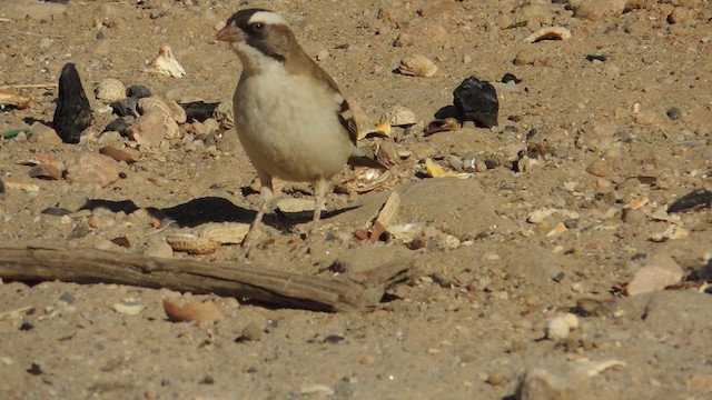 White-browed Sparrow-Weaver - ML201586651