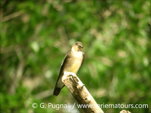 Southern Rough-winged Swallow - ML201586901