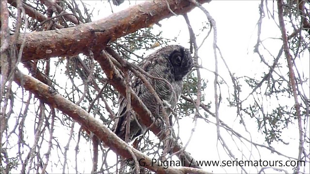 Lesser Horned Owl - ML201586961