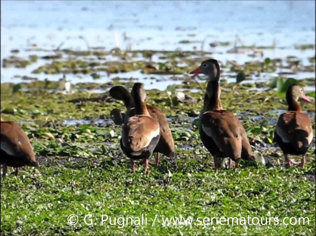 Black-bellied Whistling-Duck (autumnalis) - ML201587031